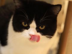 -Heymao猫咖.咖啡厅(东门店)