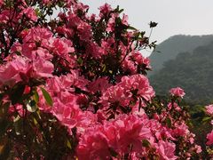 -深圳市中科院仙湖植物园
