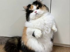 -芭比堂动物医院·CT·微创中心(新顺分院)