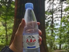 -天目山大树王景区