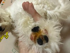 -瑞派福兴宠物医院犬猫全科·骨科·中西医结合(河东店)