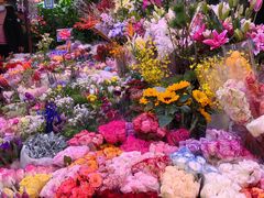 -花鸟鱼虫鲜花绿植市场(玉泉路店)