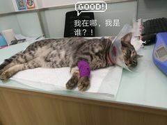 -宠福鑫康馨动物医院·骨科·眼科