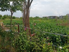 -田园东方蜜桃村的田野营地