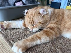 -平行世界·猫咖(首经贸店)