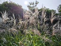 -梁鸿国家湿地公园