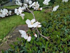 -武汉大学-樱园