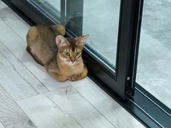 -猫大福·Fortune Cat猫舍(百子湾店)