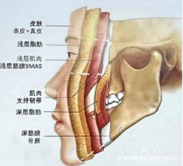 面部筋膜韧带图片