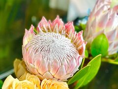 -ChaKo Flora ·茶子花艺 (市北店)