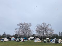 -上海滨江森林公园