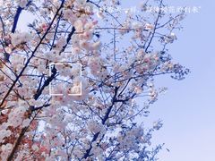 -顾村公园