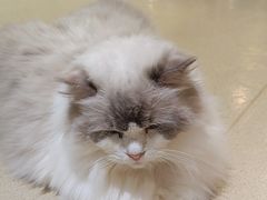 -藏猫猫咖啡主题馆(中央大道店)