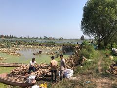 -洪湖生态旅游区