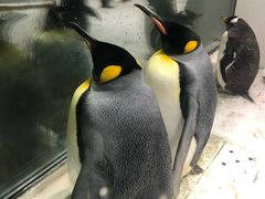 -大连圣亚海洋世界