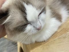-楼上猫咖(罗湖店)
