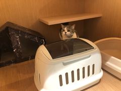 -電力宠物公司(武定路店)