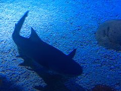 -烟台海昌鲸鲨海洋公园