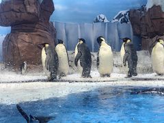 -海合安成都极地海洋公园