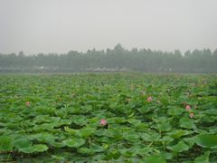 -白洋淀景区