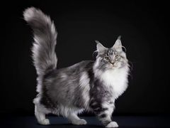 -十年猫舍·猫咪专门店(普陀店)