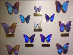 -上海昆虫博物馆