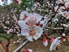 -香山公园