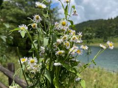 -武陵山森林公园