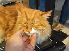 -平行世界·猫咖(首经贸店)