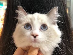 -1013 PET SHOP 宠物商店(近铁城市广场店)