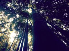 -上海市龙华烈士陵园