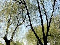 -柳浪闻莺公园