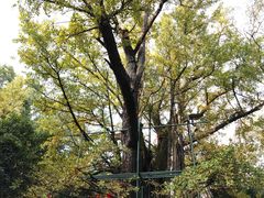 -西湖风景区十里琅珰-五云山