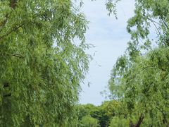 -上海鲜花港