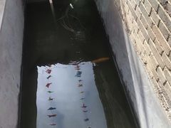 烤虹鳟鱼-何适山庄 ·可团建(水长城P2停车场店)