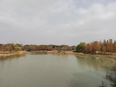 -贡湖湾湿地公园