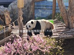 -青藏高原野生动物园