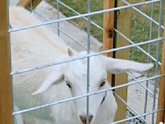 -前小桔亲子创意农场·草莓采摘·露营烧烤