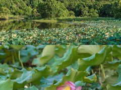-福建鲤鱼洲酒店