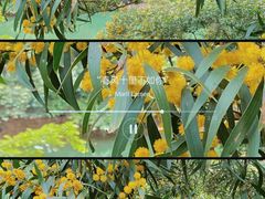 -深圳仙湖植物园