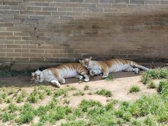 -西霞口神雕山野生动物世界