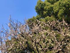 -岳王庙