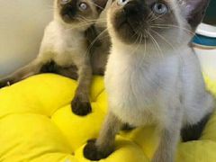 -喵zoo家庭繁育猫舍(尖东智能花园店)