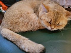 -猫小院猫主题餐厅(南锣旗舰店)