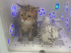 -爱洗澡的猫(天河路店)