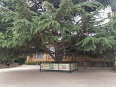 -西柏坡红色胜典景区