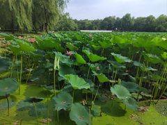 -长春市南湖公园