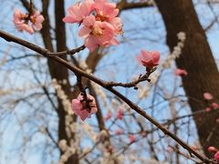 -桃花堤公园