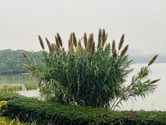 -海珠湖公园