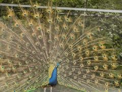 -福建鲤鱼洲酒店